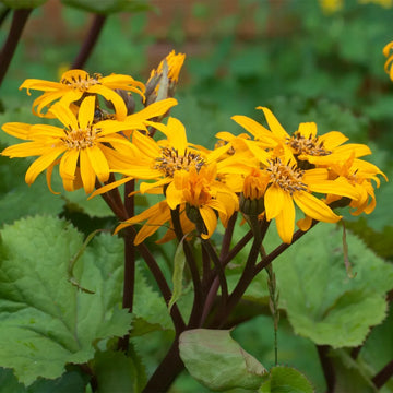 Ligularia Dentata Flower seeds for Planting - Garden Favorite, Heirloom & GMO Free Seeds for Home Garden