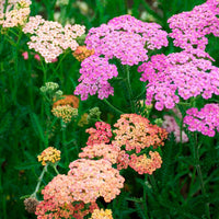 Mixed Achillea Millefolium Flower seeds for Planting - Vibrant Colors, Heirloom & GMO Free Seeds for Home Garden