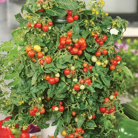 Healthy mixed tomato plug plants prepared for transplanting into garden beds.

