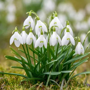 Galanthus Flower seeds for Planting Sun Loving Heirloom & GMO Free Seeds for Home Garden