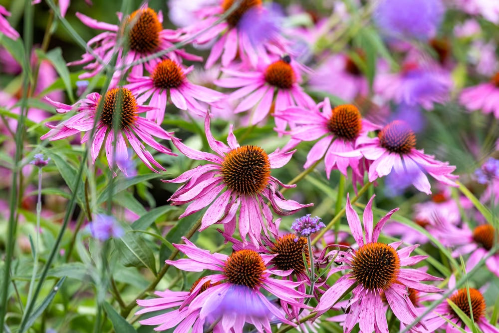 Echinacea Flower seeds for Planting Garden Favorite Heirloom & GMO Free Seeds for Home Garden