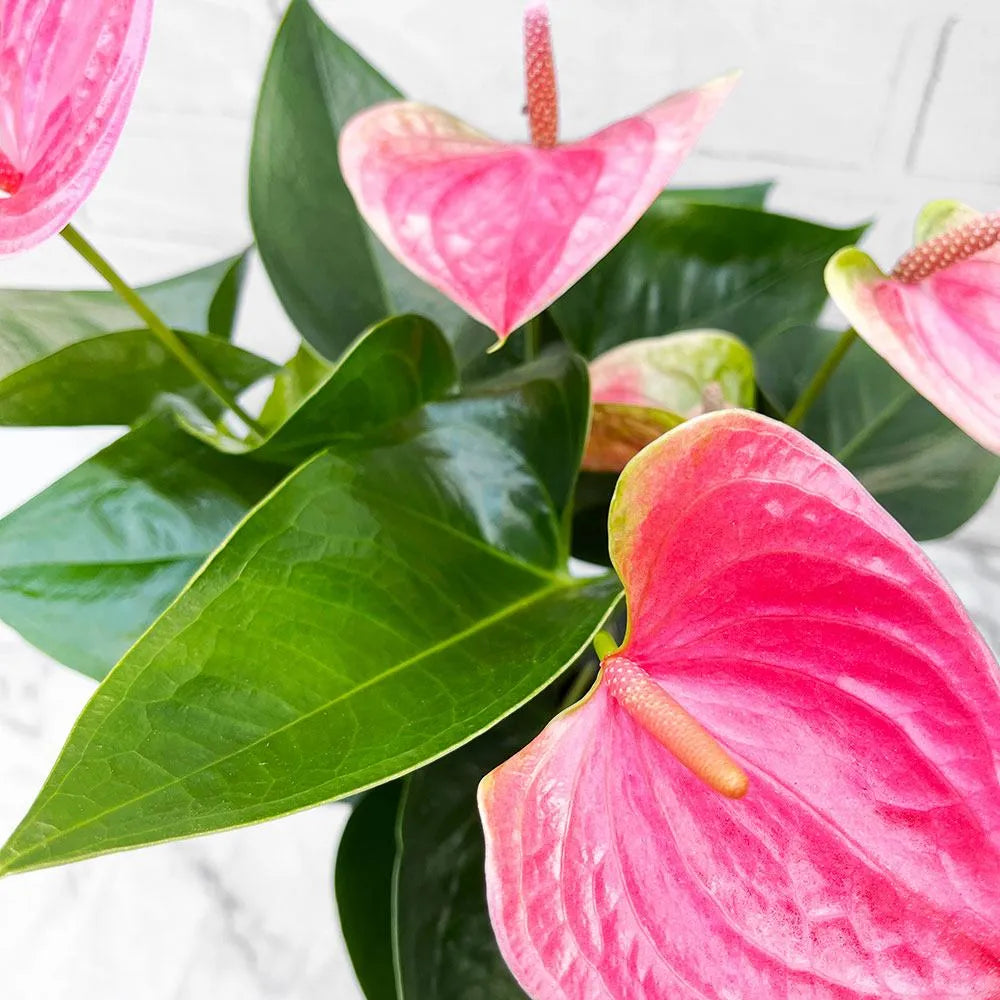 Anthurium Pink Flower Seeds  Perennial Planting Seeds