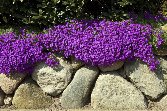 Violet Aubrieta Cultorum Flower Seeds for Planting Bright Blooms Heirloom & GMO Free Seeds for Home Garden
 
 Sale
