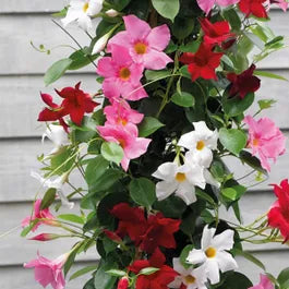 MultiColored (MultiColored Mandevilla) seeds for planting in home garden