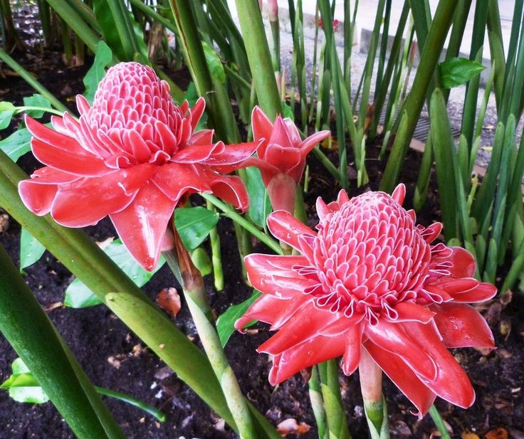 Red Green Torch Ginger Flower seeds for Planting - Easy to Grow, Heirloom & GMO Free Seeds for Home Garden