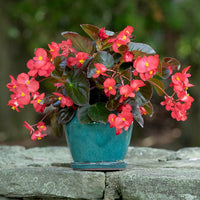 Heirloom Begonia Flower seeds for Planting Hardy Variety Heirloom & GMO Free Seeds for Home Garden