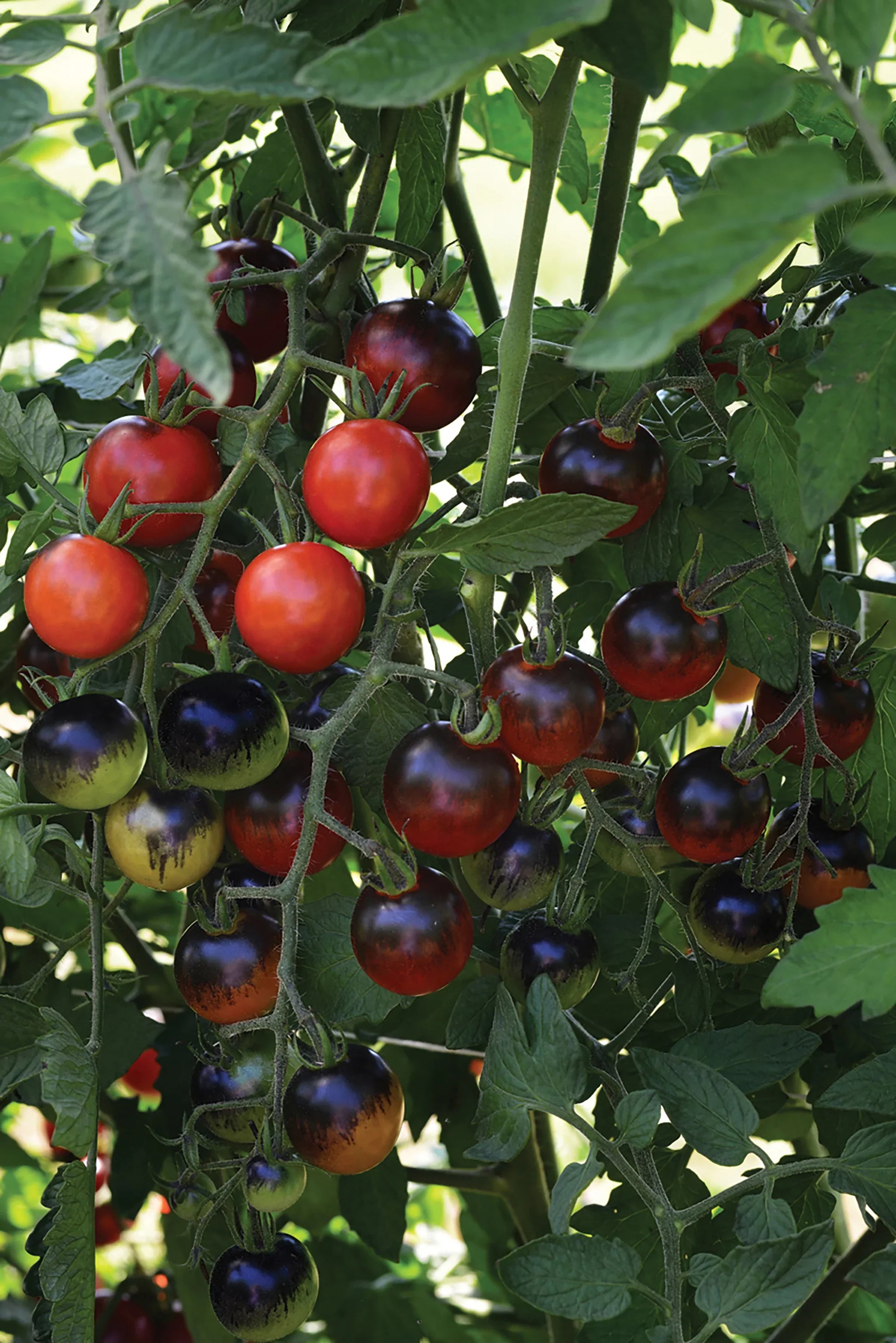 Healthy Queen of the Night tomato plant growing in a garden bed