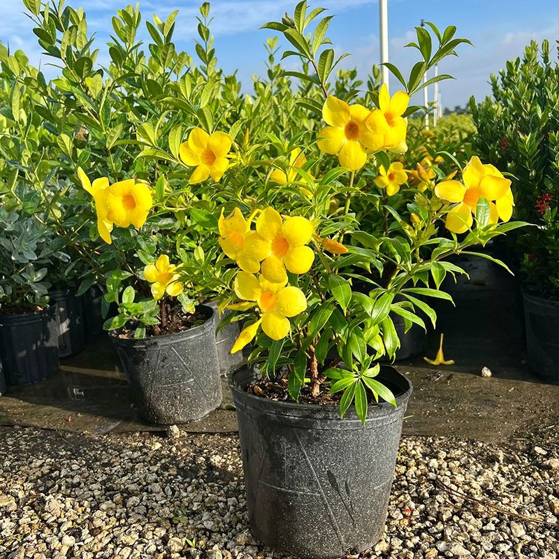 Yellow Allamanda Flower seeds for Planting - Sun Loving, Heirloom & GMO Free Seeds for Home Garden