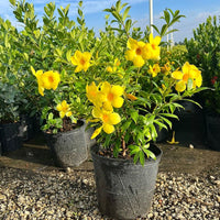 Yellow Allamanda Flower seeds for Planting - Sun Loving, Heirloom & GMO Free Seeds for Home Garden