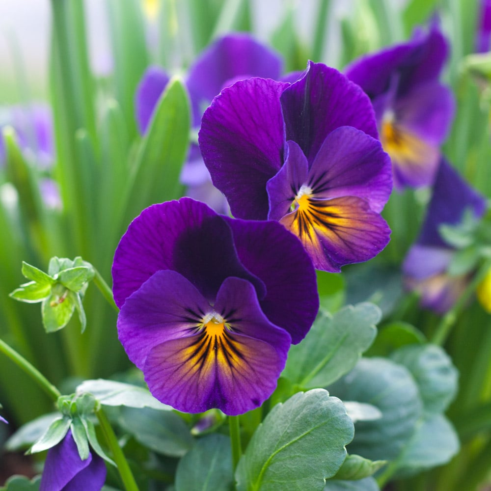 Purple Wavy Viola Planting Seeds for Fall & Spring Gardens