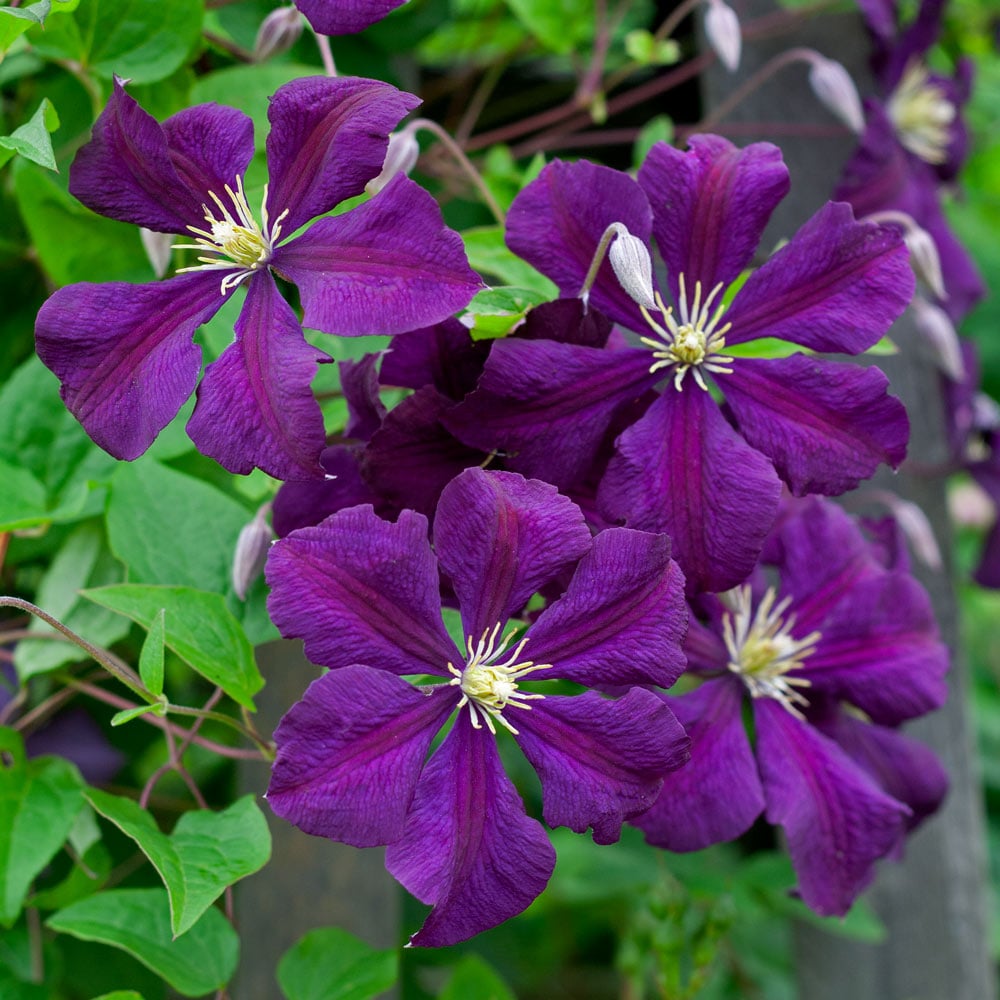 Purple Clematis Flower seeds for Planting Cut Flower Favorite Heirloom & GMO Free Seeds for Home Garden 
 
 Sale