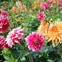 Dahlia flowering plants with green foliage in a garden