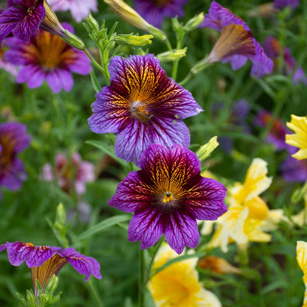 Salpiglossis Salpiglossis spp Flower Seeds for Planting in Flower Bed