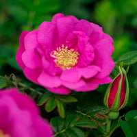 Pink Rugosa Flower seeds for Planting - Perfect for Borders, Heirloom & GMO Free Seeds for Home Garden
