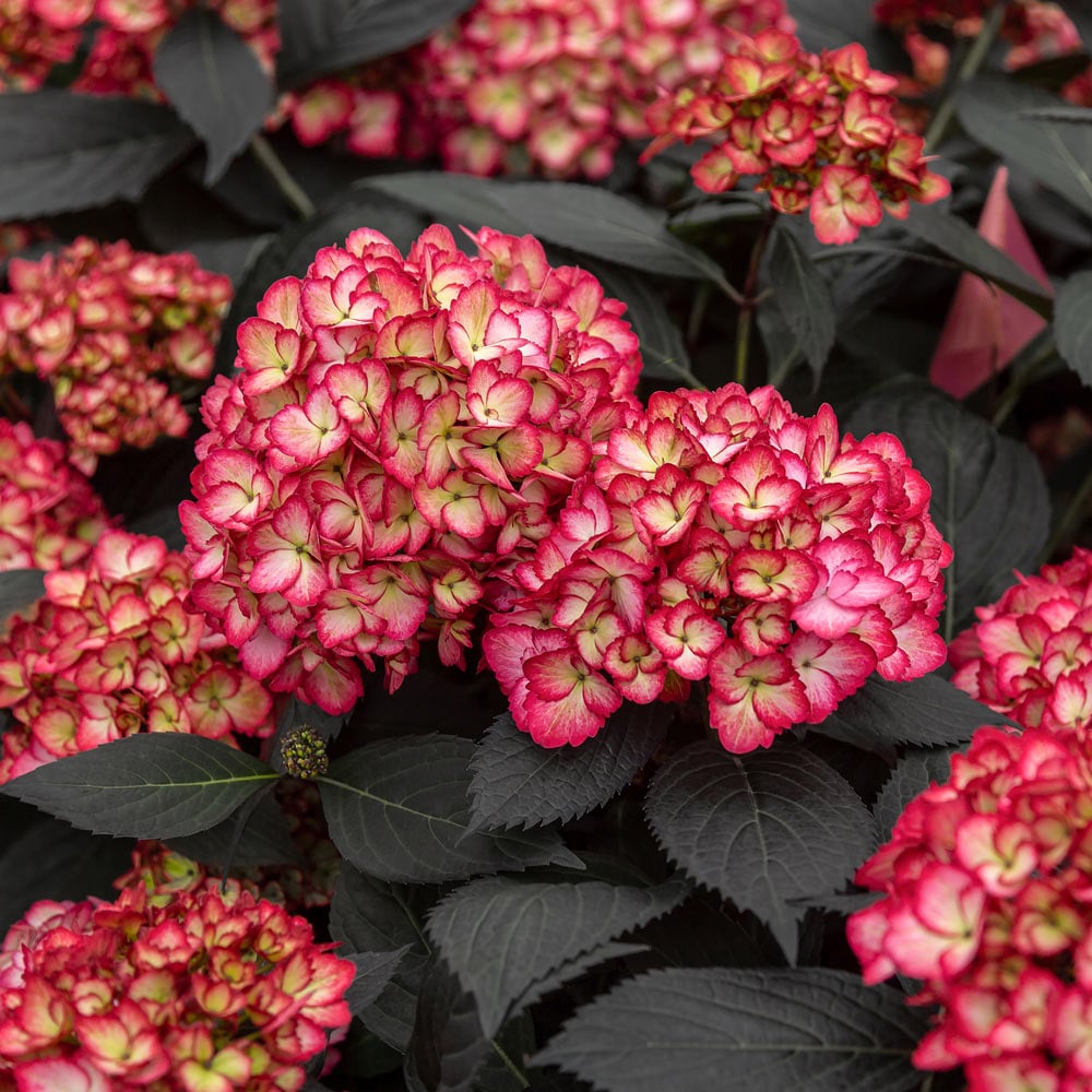 Yellow Red Hydrangea Flower seeds for Planting - Colorful Display, Heirloom & GMO Free Seeds for Home Garden
 
 Sale for planting in home garden