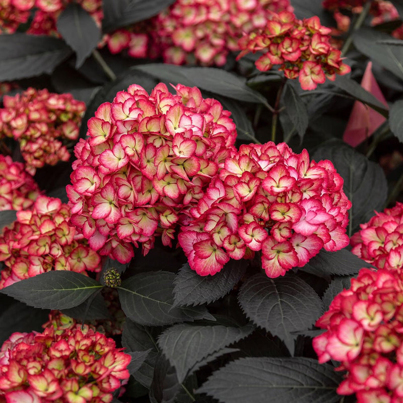 Yellow Red Hydrangea Flower seeds for Planting - Colorful Display, Heirloom & GMO Free Seeds for Home Garden
 
 Sale for planting in home garden