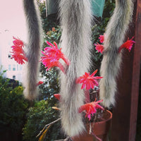 Monkey Tail Flower seeds for Planting - Premium Quality, Heirloom & GMO Free Seeds for Home Garden