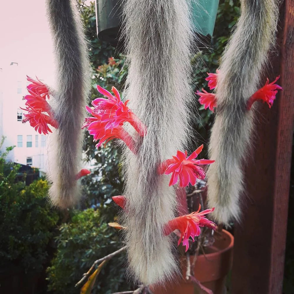Fresh Monkey Tail Flower seeds for Planting - Vibrant Colors, Heirloom & GMO Free Seeds for Home Garden