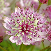 Pink Masterwort Seeds for Planting - Elegant Blooms for Your Garden