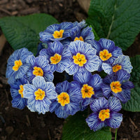 Blue Zebra Primula Flower Seeds for Simple Planting
