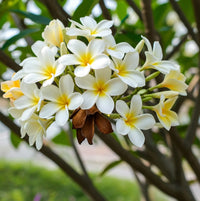 Plumeria Flower seeds for Planting - Long Bloom Season, Heirloom & GMO Free Seeds for Home Garden