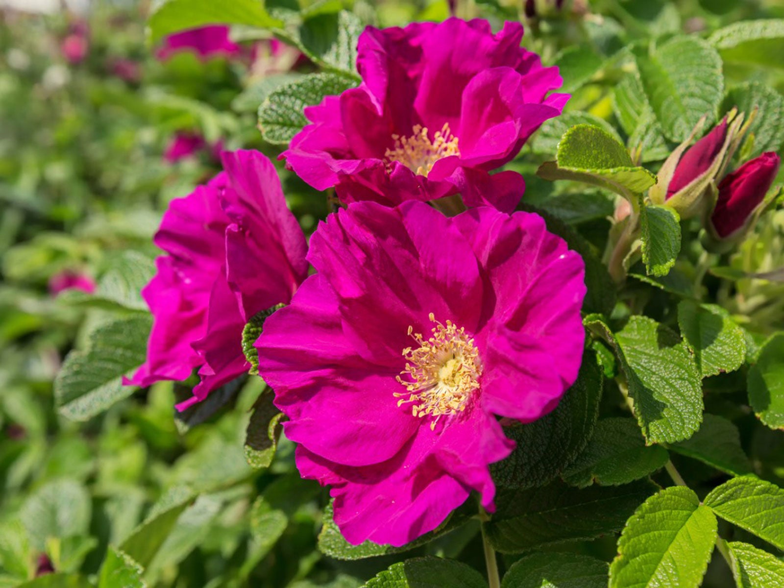 Rugosa Flower seeds for Planting Cottage Garden Essential Heirloom & GMO Free Seeds for Home Garden