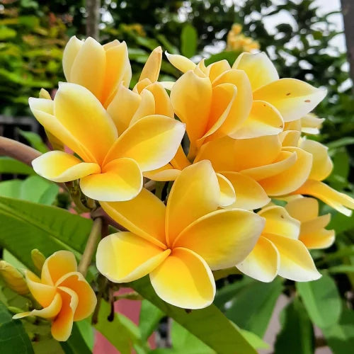 Yellow Egg Flower seeds for Planting - Hardy Variety, Heirloom & GMO Free Seeds for Home Garden