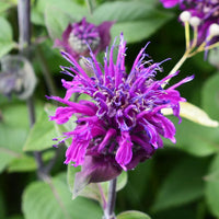 Purple Monarda Flower seeds for Planting Pollinator Friendly Heirloom & GMO Free Seeds for Home Garden
 
 Sale