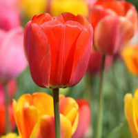 Tulip Flower seeds for Planting Vibrant Colors Heirloom & GMO Free Seeds for Home Garden 
 
 Sale seeds for home garden planting