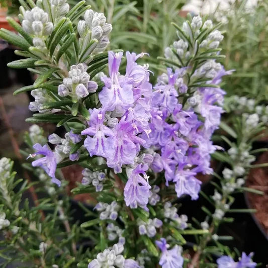 Lavender Rosemary Flower seeds for Planting - Hardy Variety, Heirloom & GMO Free Seeds for Home Garden
