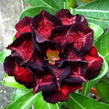 Black Red Adenium Obesum Flower seeds for Planting - Colorful Display, Heirloom & GMO Free Seeds for Home Garden
 
 Sale for planting in home garden