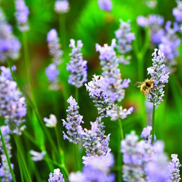 Provence Lavender Flower seeds for Planting Hardy Variety Heirloom & GMO Free Seeds for Home Garden 
 
 Sale seeds for home garden planting