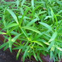 Tarragon Flower seeds for Planting - Cottage Garden Essential, Heirloom & GMO Free Seeds for Home Garden
 
 Sale seeds for planting in home garden