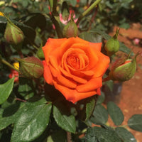 Orange Miniature Rose Flower seeds for Planting Sun Loving Heirloom & GMO Free Seeds for Home Garden 
 
 Sale seeds for home garden planting