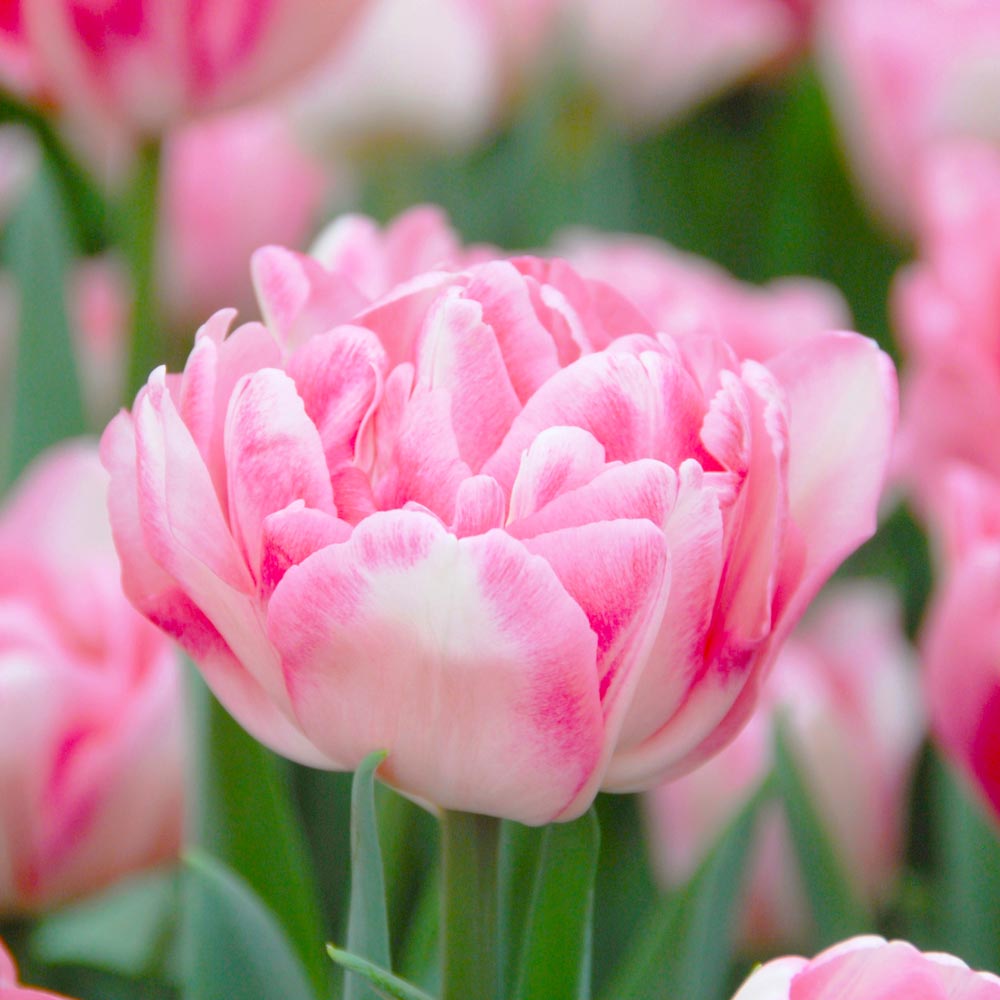 Double Tulip Flower seeds for Planting Hardy Variety Heirloom & GMO Free Seeds for Home Garden 
 
 Sale seeds for home garden planting