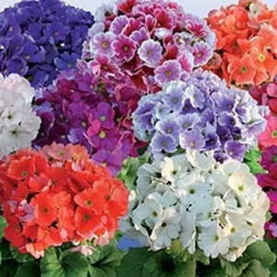 100 Pcs