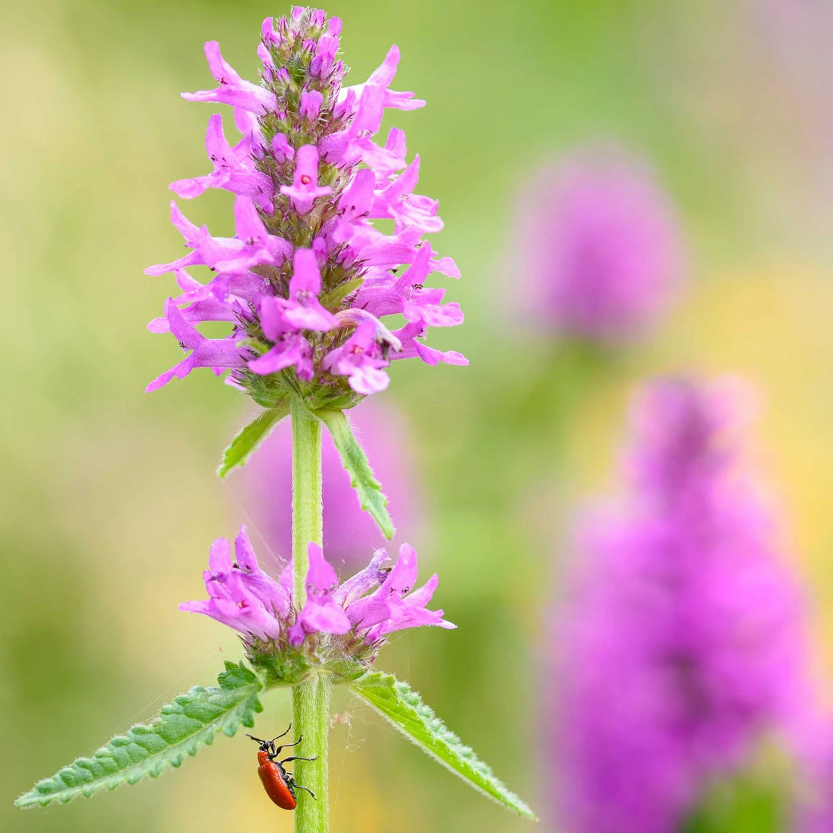 Stachys Flower seeds for Planting Colorful Display Heirloom & GMO Free Seeds for Home Garden 
 
 Sale seeds for home garden planting