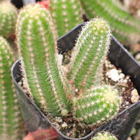 Echinopsis Chamaecereus Flower seeds for Planting Fragrant Blossoms Heirloom & GMO Free Seeds for Home Garden 
 
 Sale for planting in home garden