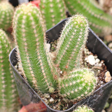 Echinopsis Chamaecereus Flower seeds for Planting Fragrant Blossoms Heirloom & GMO Free Seeds for Home Garden 
 
 Sale for planting in home garden