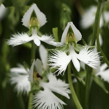 Heron Orchid Flower seeds for Planting Bright Blooms Heirloom & GMO Free Seeds for Home Garden 
 
 Sale seeds for home garden planting