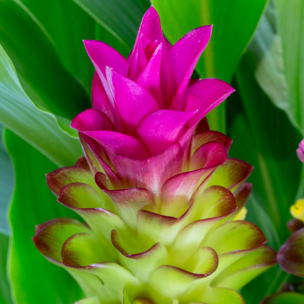Curcumae Flower seeds for Planting Wildflower Mix Heirloom & GMO Free Seeds for Home Garden
 
 Sale seeds for home garden planting