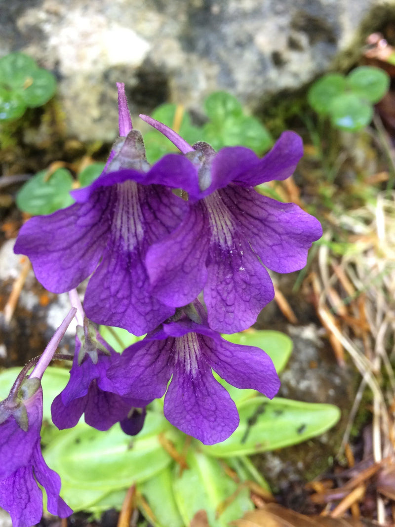 Blue Pinguicula Grandiflora Flower seeds for Planting - Bright Blooms, Heirloom & GMO Free Seeds for Home Garden
 
 Sale seeds for planting in home garden