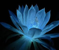 Light Blue Epiphyllum Flower seeds for Planting - Sun Loving, Heirloom & GMO Free Seeds for Home Garden
 
 Sale seeds for planting in home garden