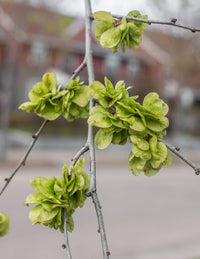 Dark Green Elm Flower seeds for Planting - Colorful Display, Heirloom & GMO Free Seeds for Home Garden
 
 Sale seeds for planting in home garden