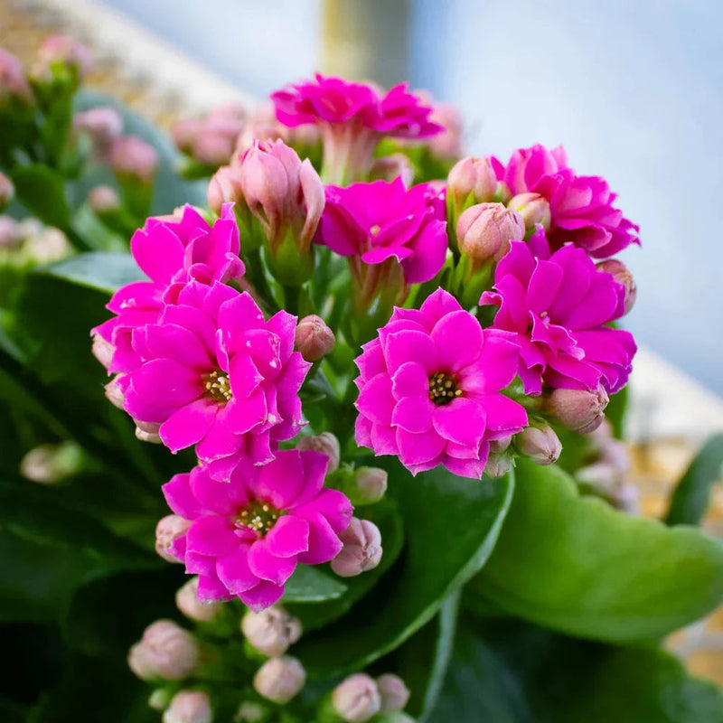 Pink Kalanchoe Flower seeds for Planting Low Maintenance Heirloom & GMO Free Seeds for Home Garden 
 
 Sale seeds for home garden planting