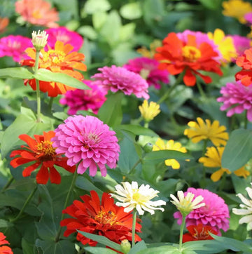 Zinnia Elegans Flower seeds for Planting Bright Blooms Heirloom & GMO Free Seeds for Home Garden 
 
 Sale seeds for home garden planting