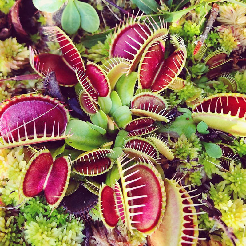 Carnivorous Flower seeds for Planting Cut Flower Favorite Heirloom & GMO Free Seeds for Home Garden 
 
 Sale seeds for home garden planting