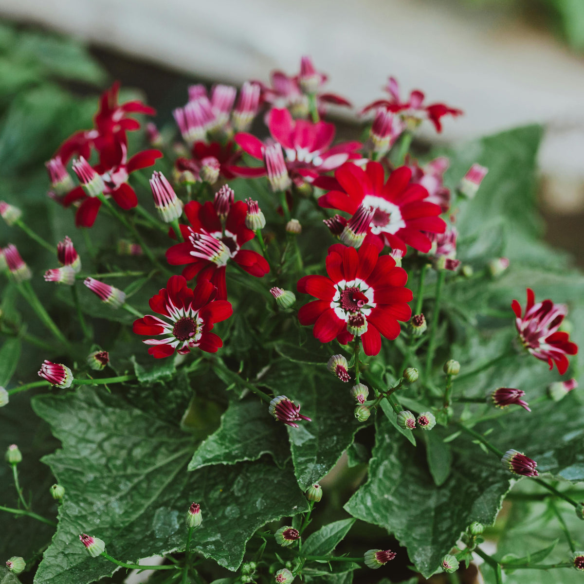 Red Cineraria Flower seeds for Planting Fragrant Blossoms Heirloom & GMO Free Seeds for Home Garden 
 
 Sale seeds for home garden planting