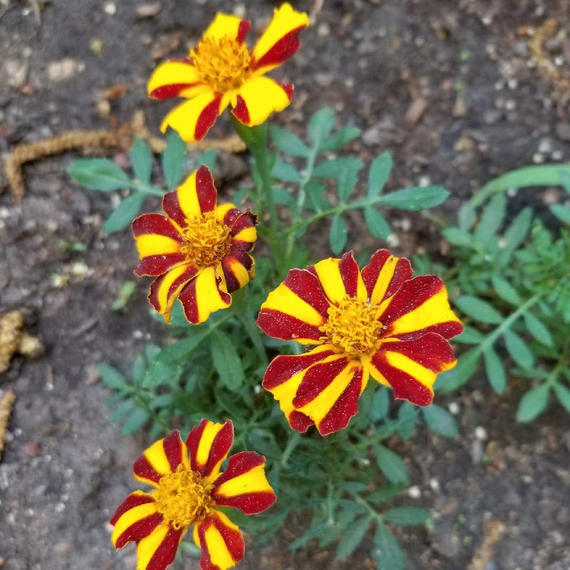Marigold Majestic Flower seeds for Planting Vibrant Colors Heirloom & GMO Free Seeds for Home Garden 
 
 Sale seeds for home garden planting