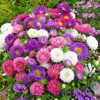 100 Pcs